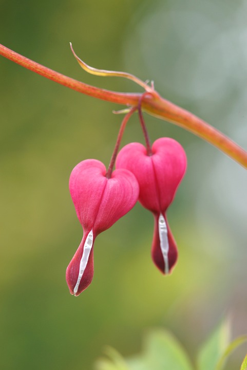 Flower Natural Pink Nature Bleeding Heart